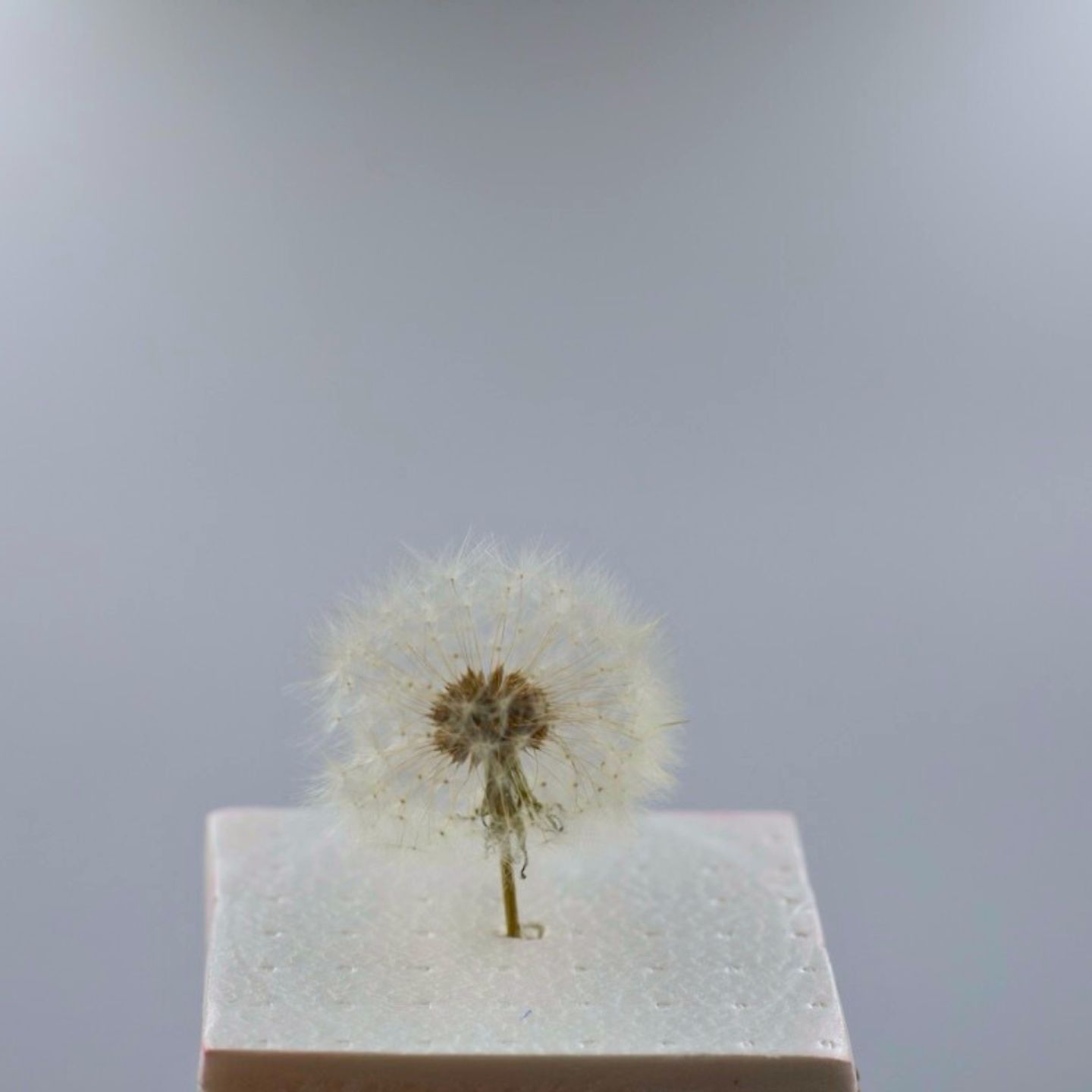 Preserved Dandelion